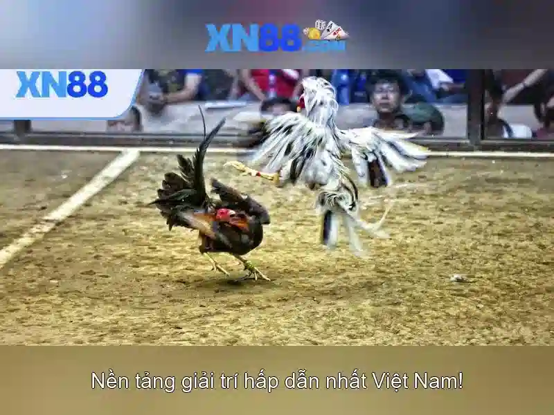 XN88 Là Gì